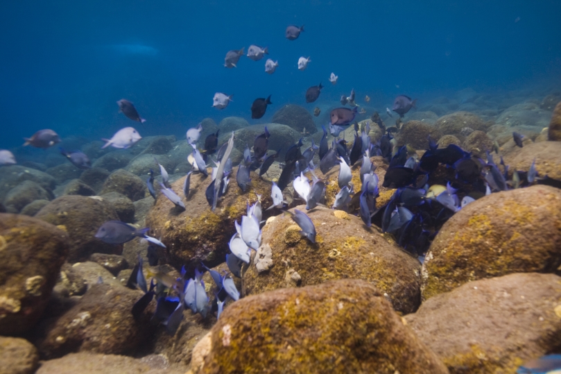 Fish flocking together at Saba